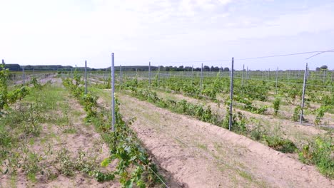 Plantage-Mit-Weinrebenfeld-Wächst-In-Weingut-In-Der-Nähe-Von-Soltvadkert,-Ungarn