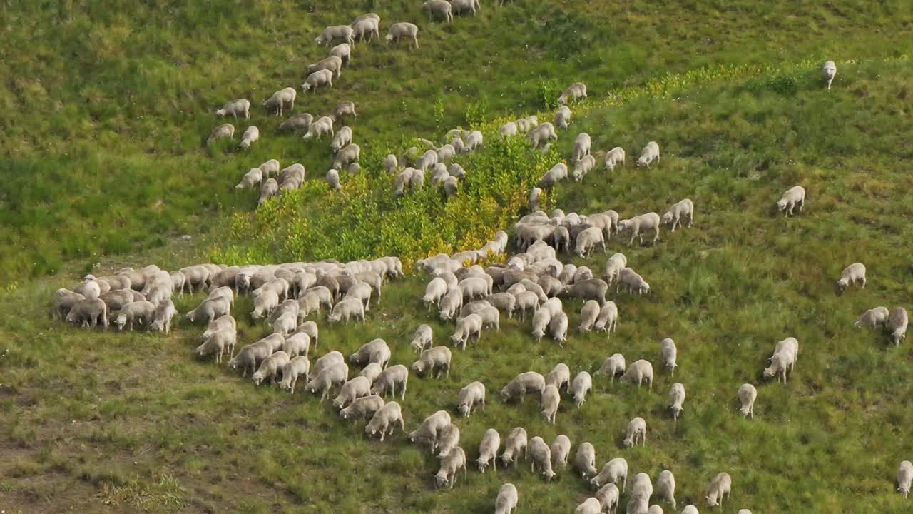 Telluride Colorado hundreds of sheep herd farming ranchland aerial drone summer Last Dollar Road Mount Sneffels Wilderness San Juan Rocky Mountains Range airport Uncompahgre Forest zoomed in telephoto