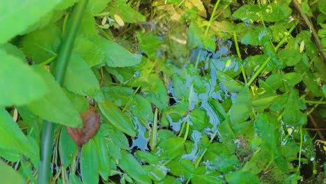 Rare-green-pool-frog-with-pointed-nose,-camouflaged-sits-on-leaves-jumps-into-water