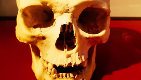 creepy review of a human skull with dark background on a red table