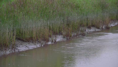 tall grass at the river