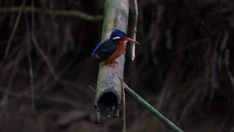 blue-eared kingfisher, alcedo meninting, kaeng krachan national park, thailand