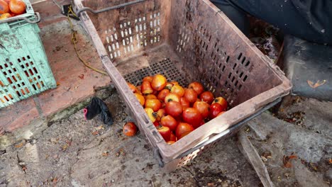 Fruta-De-Caqui-Que-Se-Vierte-En-Una-Canasta-De-Plástico,-Producción-Rural-De-Frutas,-Vietnam