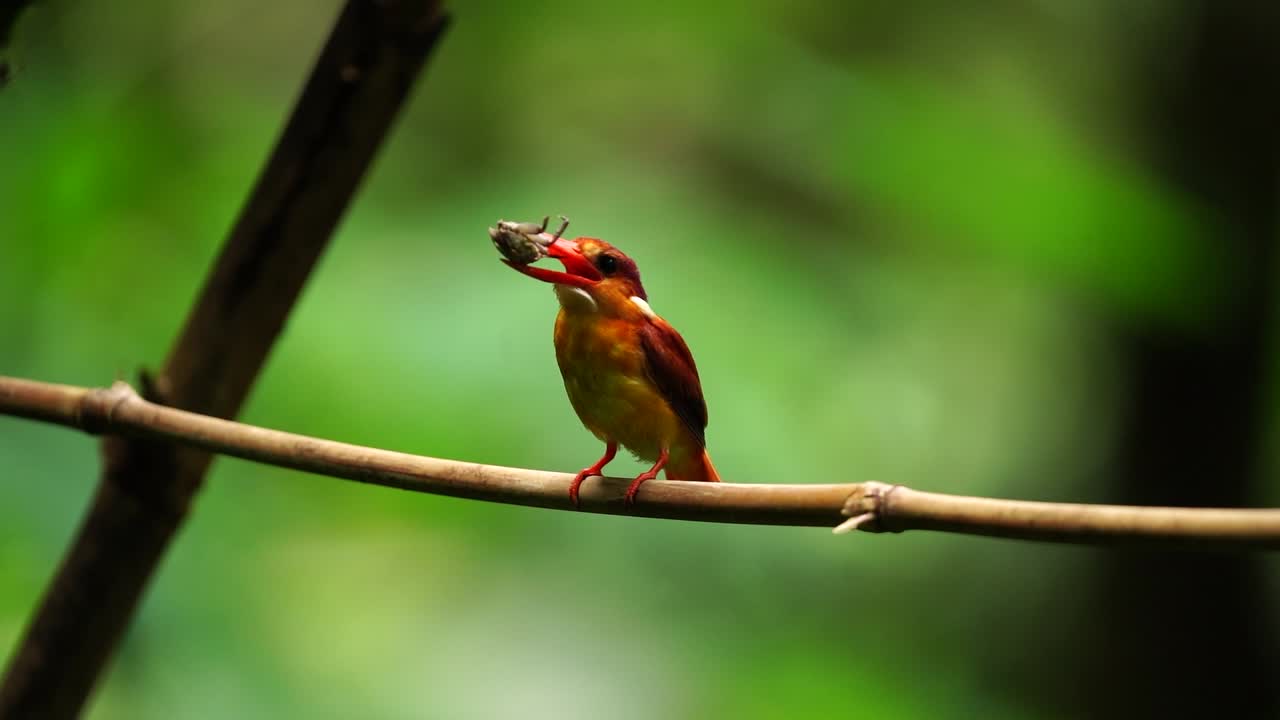 movimiento lento de kingfisher de espalda rufous o ceyx rufidorsa comiendo insectos y posado en una rama de bambú luego volando lejos