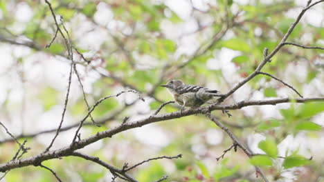 japanese pygmy woodpecker pecked the twig for worms in tropical forest of saitama, japan