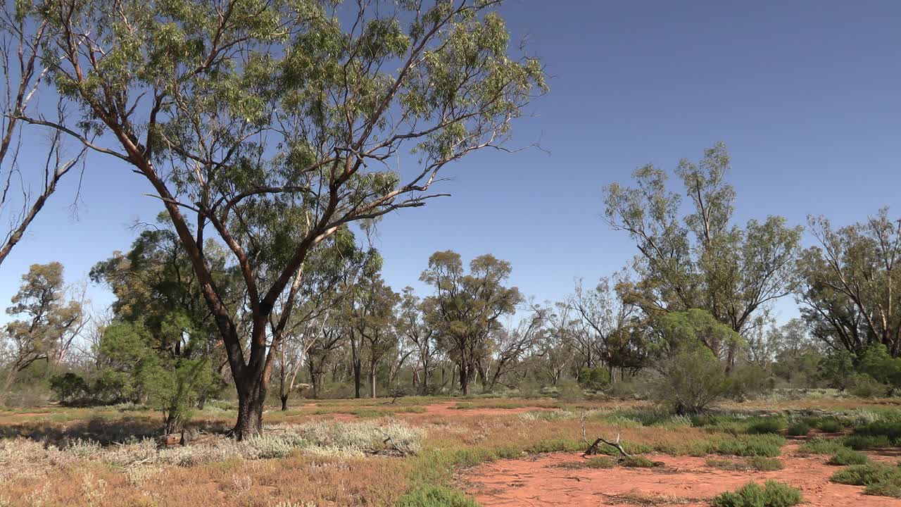 Schroffe Bäume im Outback in Australien