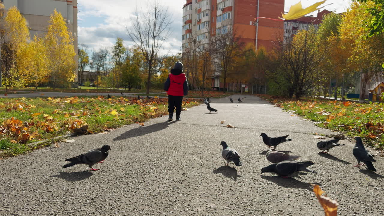 Little toddler walking by the sunny road in autumn. Kid jumps up scaring the pigeons around. Low angle view.
