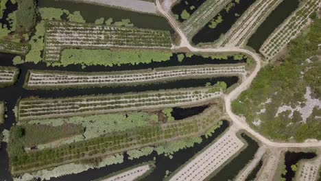 aerial: green plantations in croatia