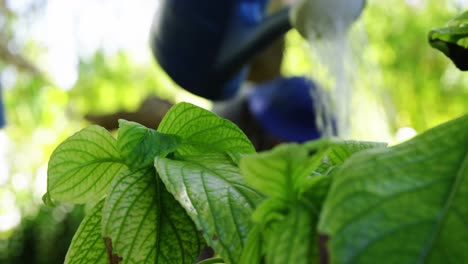 senior couple watering plants with watering can in garden