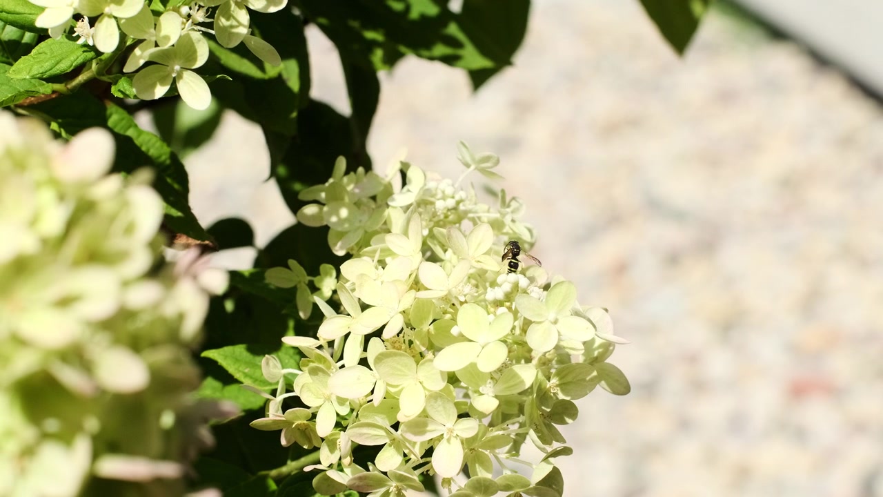 Establishing closeup of white hydrangea flowers filling the frame as a small bee hovers nearby in bright sunlight, creating a natural summer garden detail shot