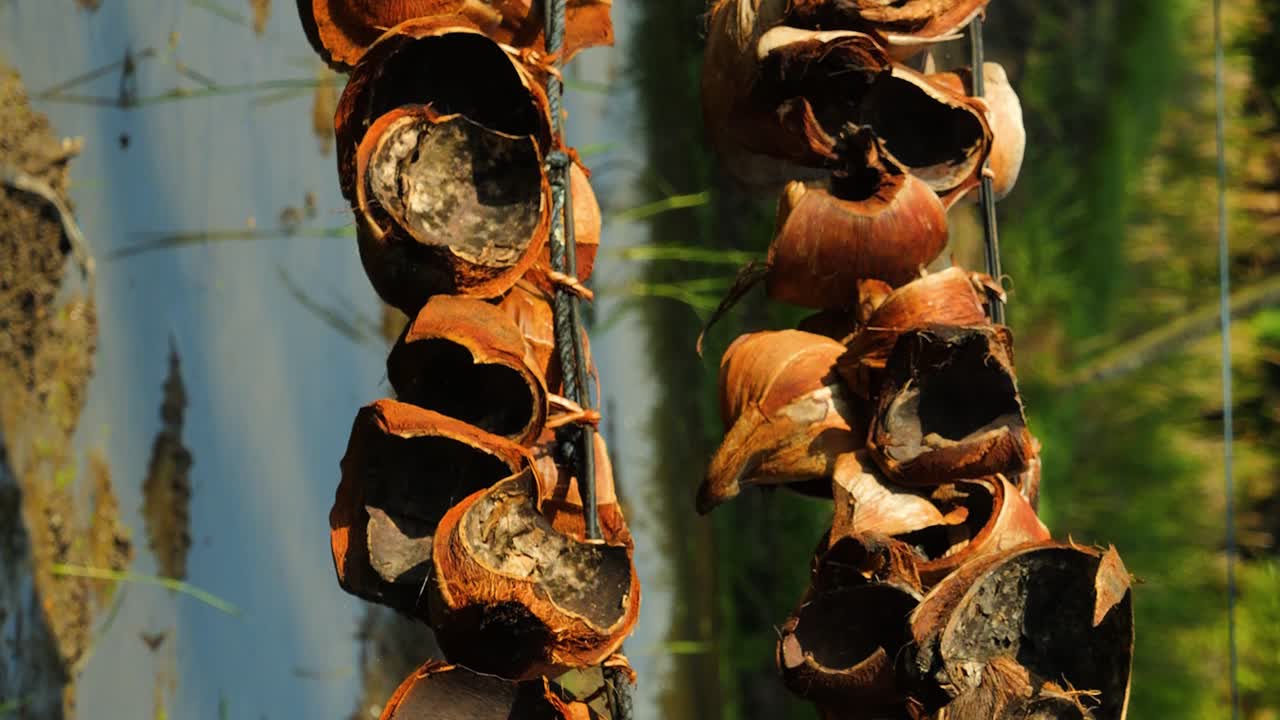 Vertical slow motion shot of a balinese farmer or field worker at a coconut plantation and rice plantation on bali indonesia while working with a spade or hoe