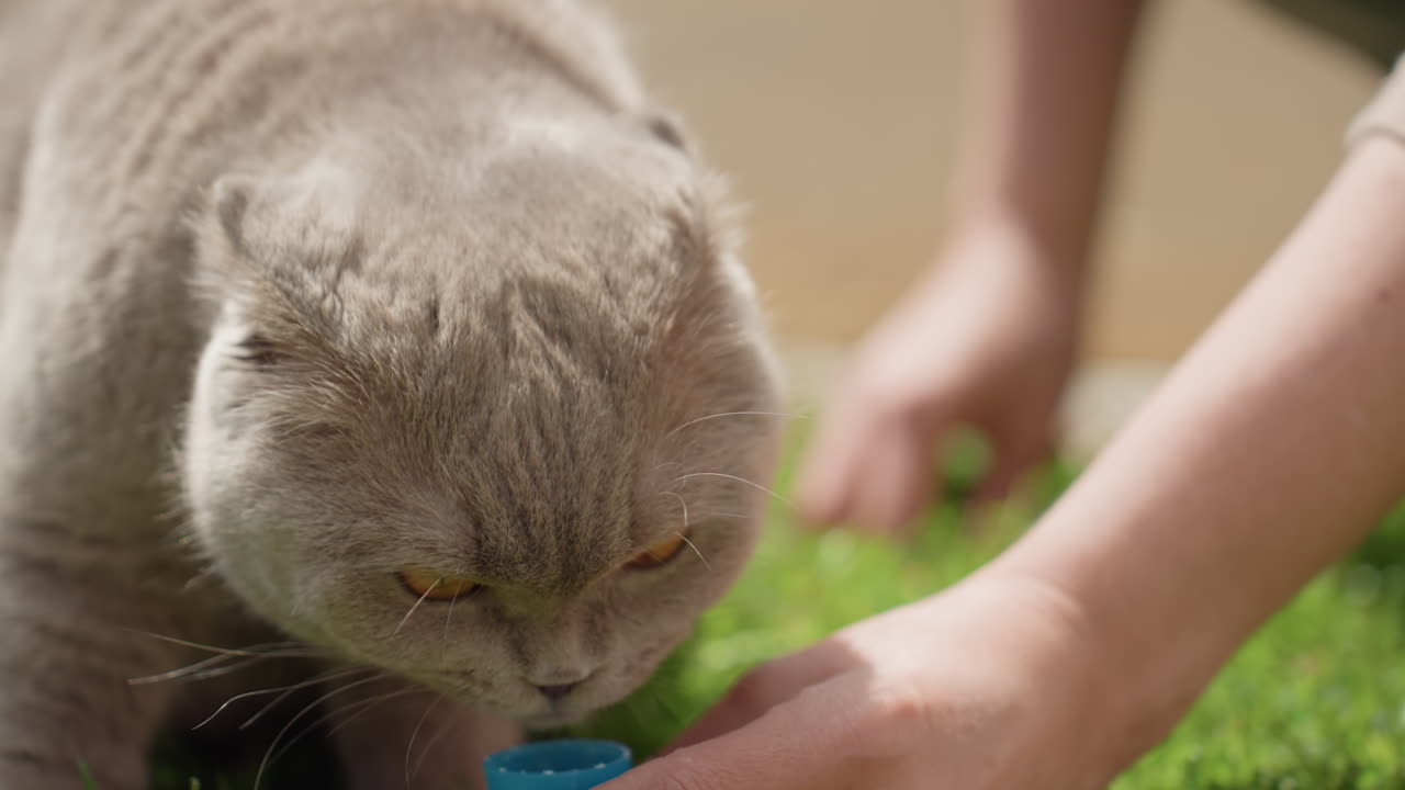 Curious Cat Enjoys Treat Outdoors, Inquisitive Grey Cat Delicately Licks Treat Amidst Backyard Playfulness, Curious Grey Cat Explores Treat Near Its Owner With Blue Toy Details Visible Around