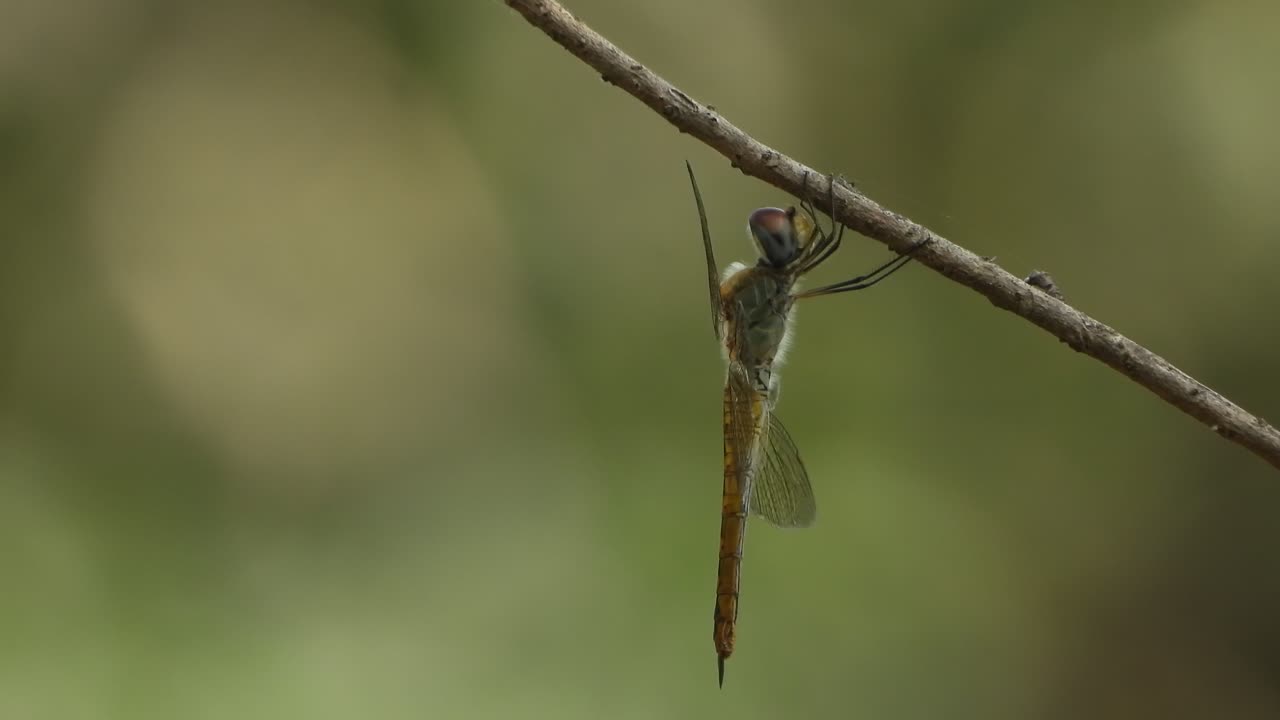 Bella libellula che si riposa su un albero.