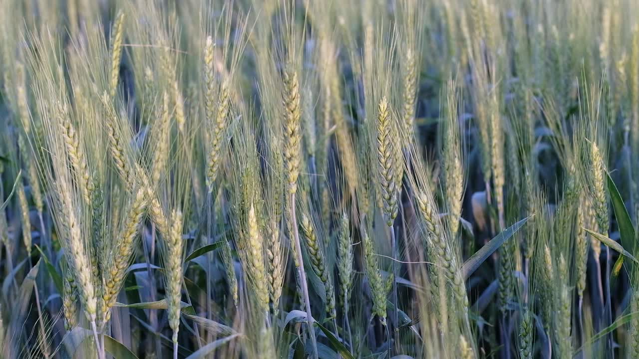 Close up of multiple wheat plants in a field in the evening