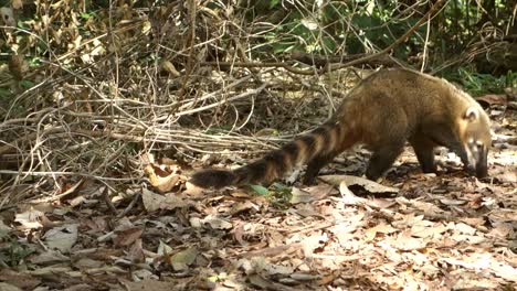 coatí brasileño, forrajeando en el suelo de la selva tropical seca