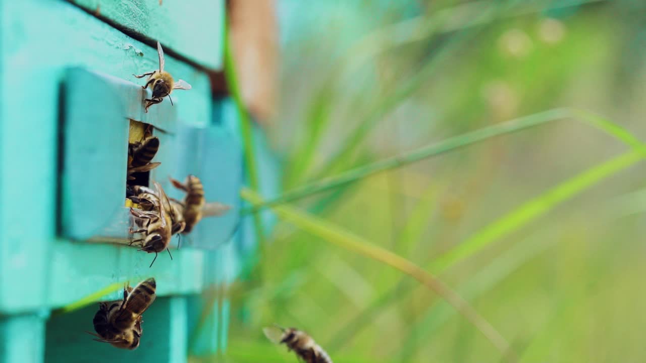 Slow motion of Honey Bee flying around Beehive with blurred background. An apiary in the summer.