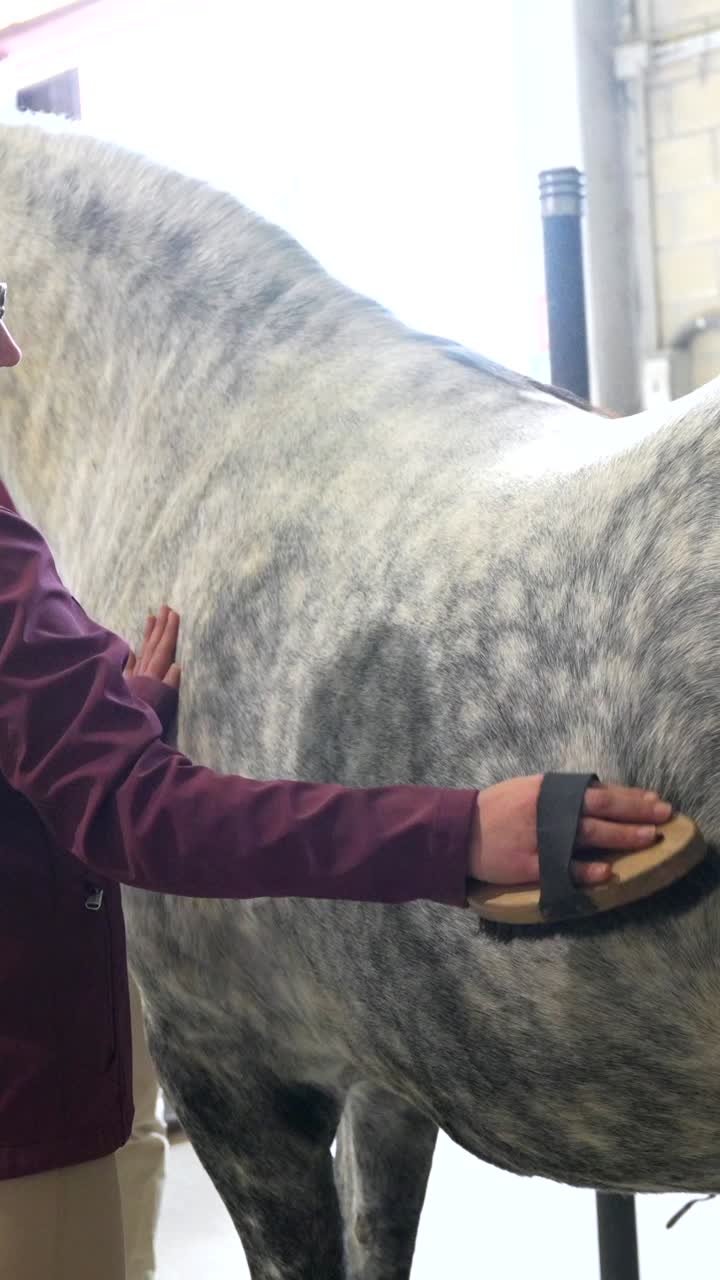 Horse Grooming Session