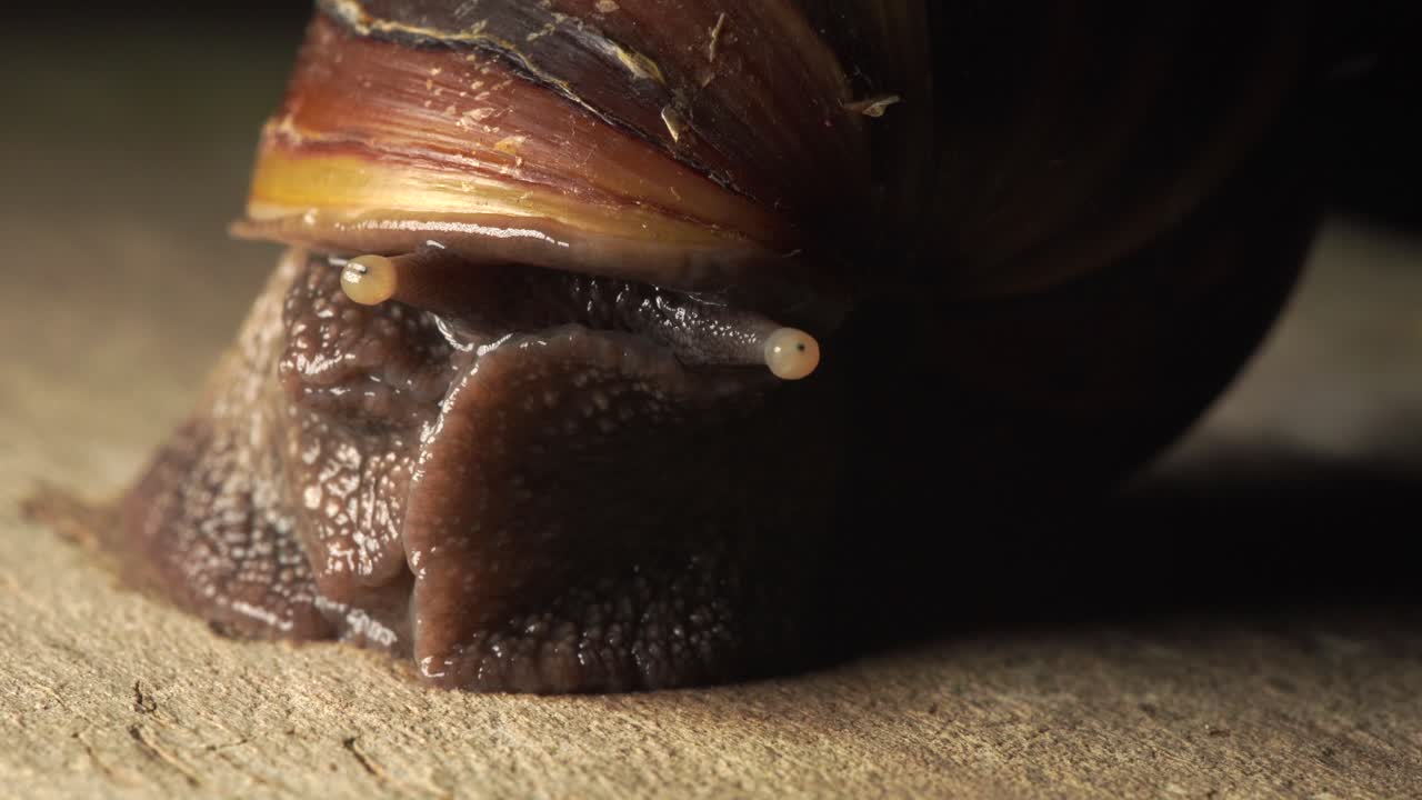 Macro footage of Seychelles snail (Lissachatina fulica) closeup to the eyes and front, Mahe, Seychelles 30fps 1