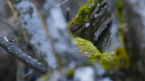 closeup with moss covered tree branches