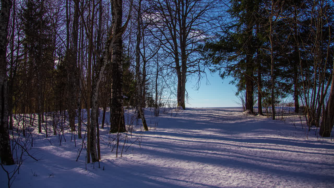 겨울 숲 풍경의 태양 때문에 움직이는 나무 그림자, 융합 시간 경과
