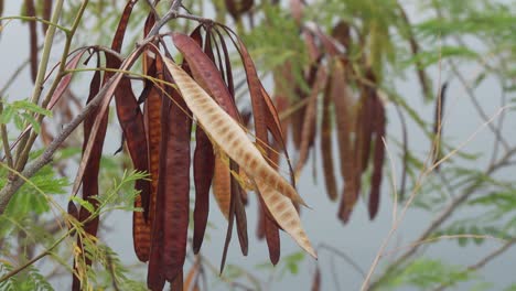 planta de jumbay en una ligera brisa