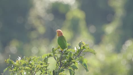 Un-Loro-De-Vientre-Blanco-Encaramado-En-Lo-Alto-De-Un-árbol-Mira-A-Su-Alrededor,-Cierra-El-Siguiente-Disparo