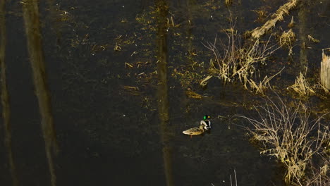 mallard ducks floating on a tranquil forest pond with clear reflections of trees