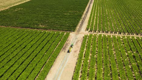 un viñedo en worcester, sudáfrica
