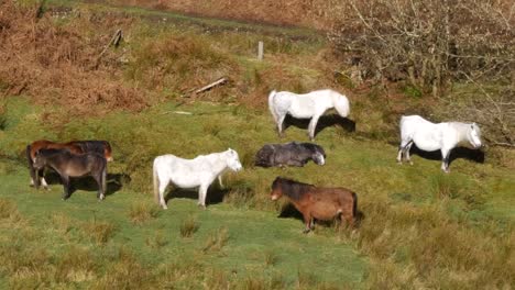 looking down on a group of sleeping wild ponies of england on a sunny day in shropshire, close shot