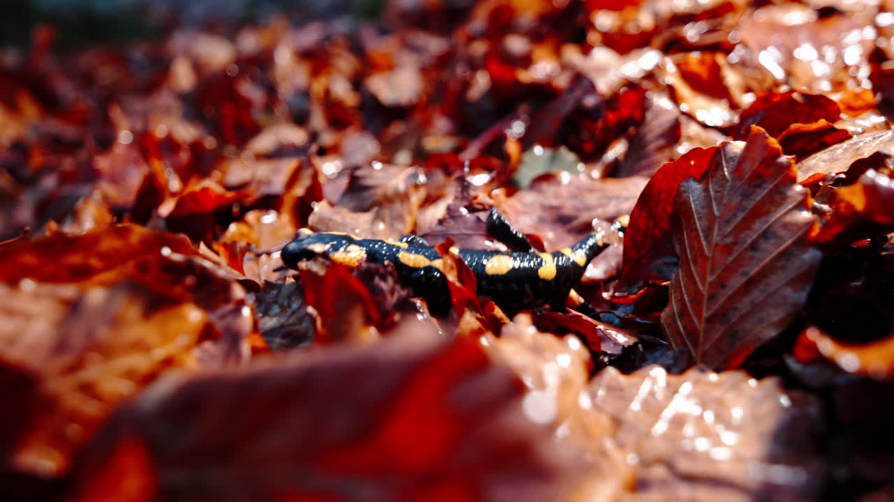 Shallow focus forest floor with wet autumn leaves and a fire salamander, moist woodland texture