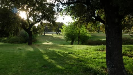 unos árboles al amanecer en un campo verde