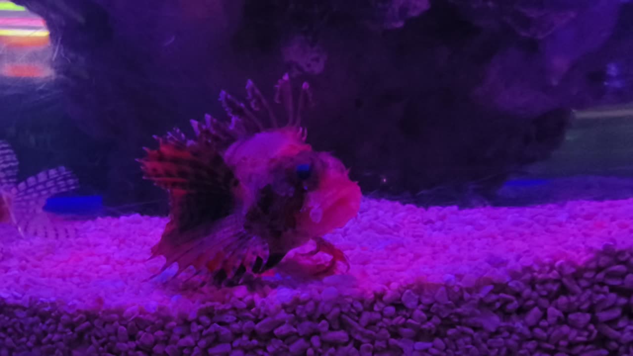 수족관 에 있는 사자 물고기