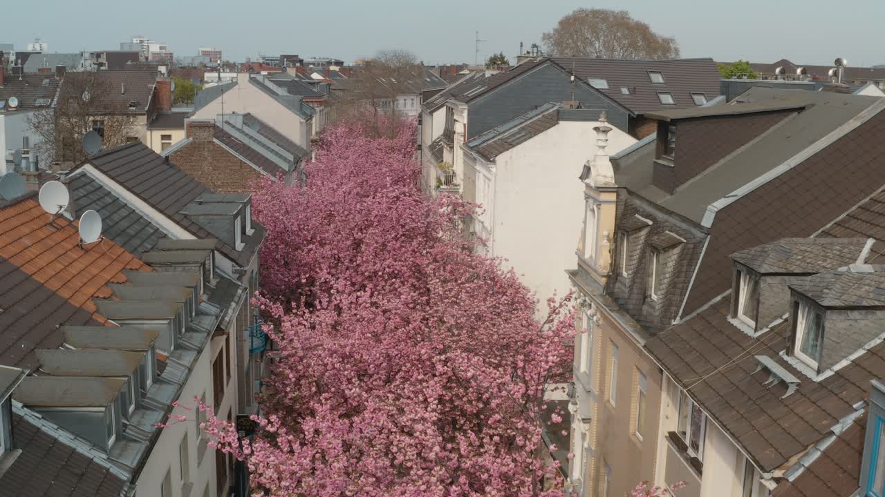 드론 - heerstraße heerstreet breitestraße bonn 25p의 kirschbluete 벚꽃의 공중 드론 샷