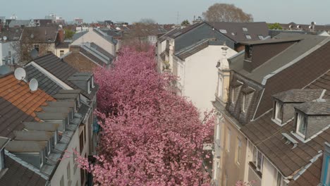 kirschblüte cherry花在hierstraße breitstraße bonn的空中无人机拍摄