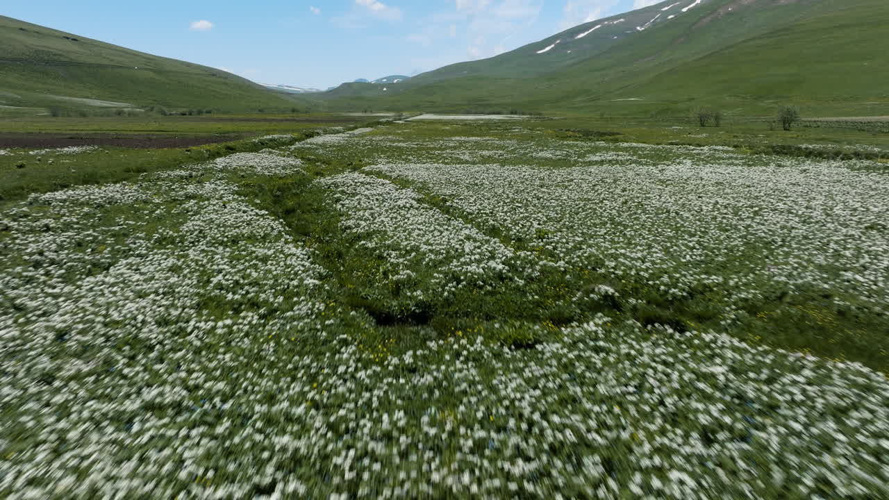 조지아의 ktsia-tabatskuri 관리 예비 공원에서 흰 꽃밭 위를 빠르게 비행