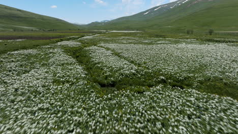 Vuelo-Rápido-Sobre-Campos-De-Flores-Blancas-En-El-Parque-De-Reserva-Administrado-Ktsia-tabatskuri-En-Georgia