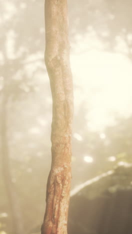 a close-up of a tree trunk in a foggy forest
