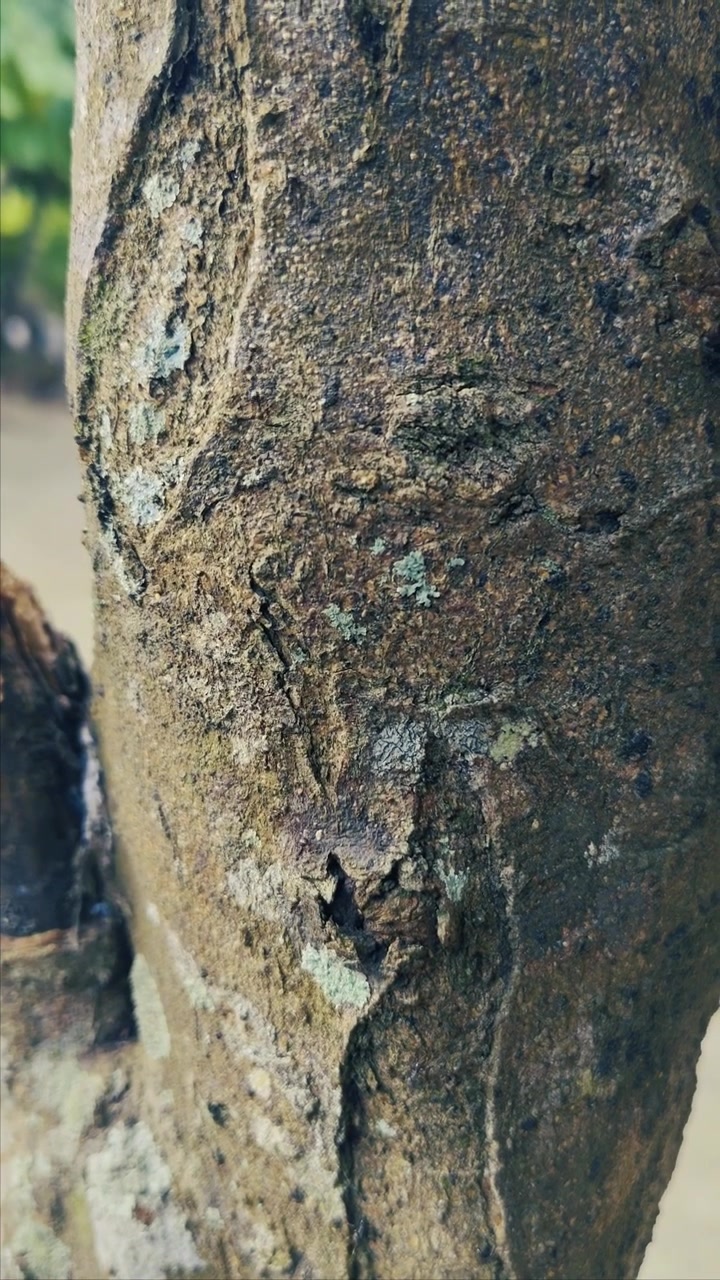 Primo piano di corteccia d'albero testurizzata con licheni