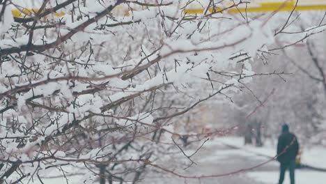 trees with thin branches and snow layers against park