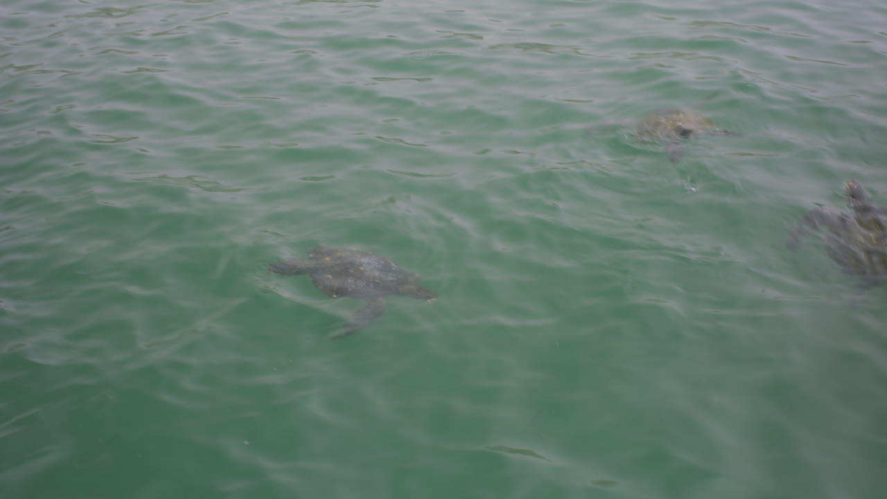 General shot, turtles on the beach of Mancora Peru.