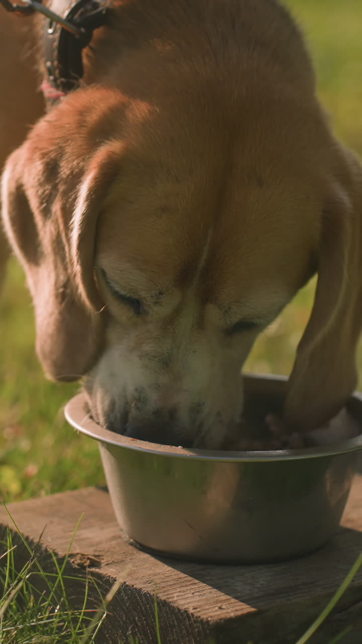 Close up of dog on leash eating from metal bowl placed on wooden plank in lush outdoor garden under warm sunlight, with another empty bowl nearby, background features soft greenery