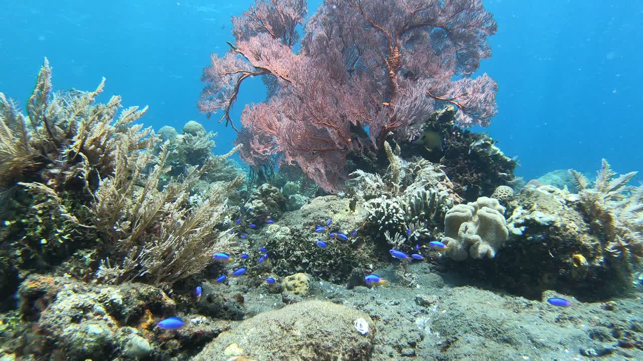 Underwater coral reef scene with pink coral fern and vibrant blue fish