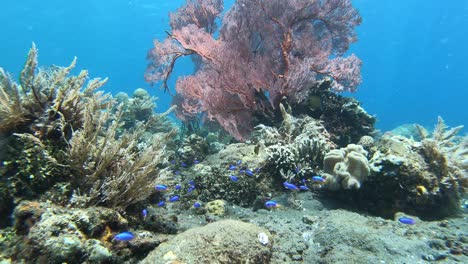 underwater coral reef scene with pink coral fern and vibrant blue fish