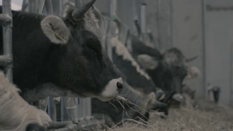 row of cows eating hay in barn on diary farm