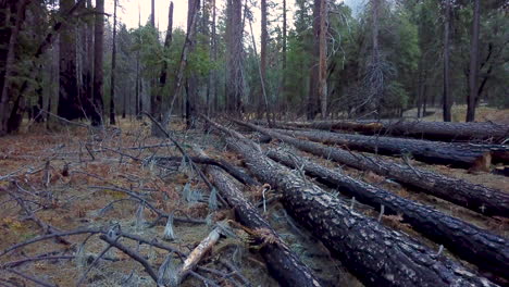 aerial dolly forward shot of burnt trees in yosemite park after fire