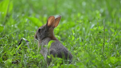 Ein-Junges-Waldkaninchen,-Das-An-Einem-Sommermorgen-Im-Taufeuchten-Gras-Nach-Erlesenen-Grashalmen-Sucht