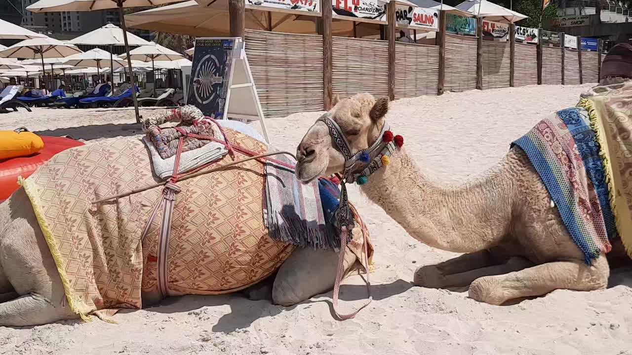 los camellos descansando en la playa no son un sitio raro en la playa de jumeirah, los camellos esperan a los turistas para subirse a sus espaldas para montar en camello en la playa