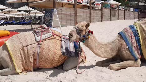 los camellos descansando en la playa no son un sitio raro en la playa de jumeirah, los camellos esperan a los turistas para subirse a sus espaldas para montar en camello en la playa