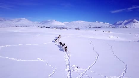 drone follows a herd of reindeer in the icelandic wilderness in winter