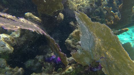 corales grandes en el lecho marino de las aguas tropicales frente a la reserva marina de hol chan, san pedro, belice